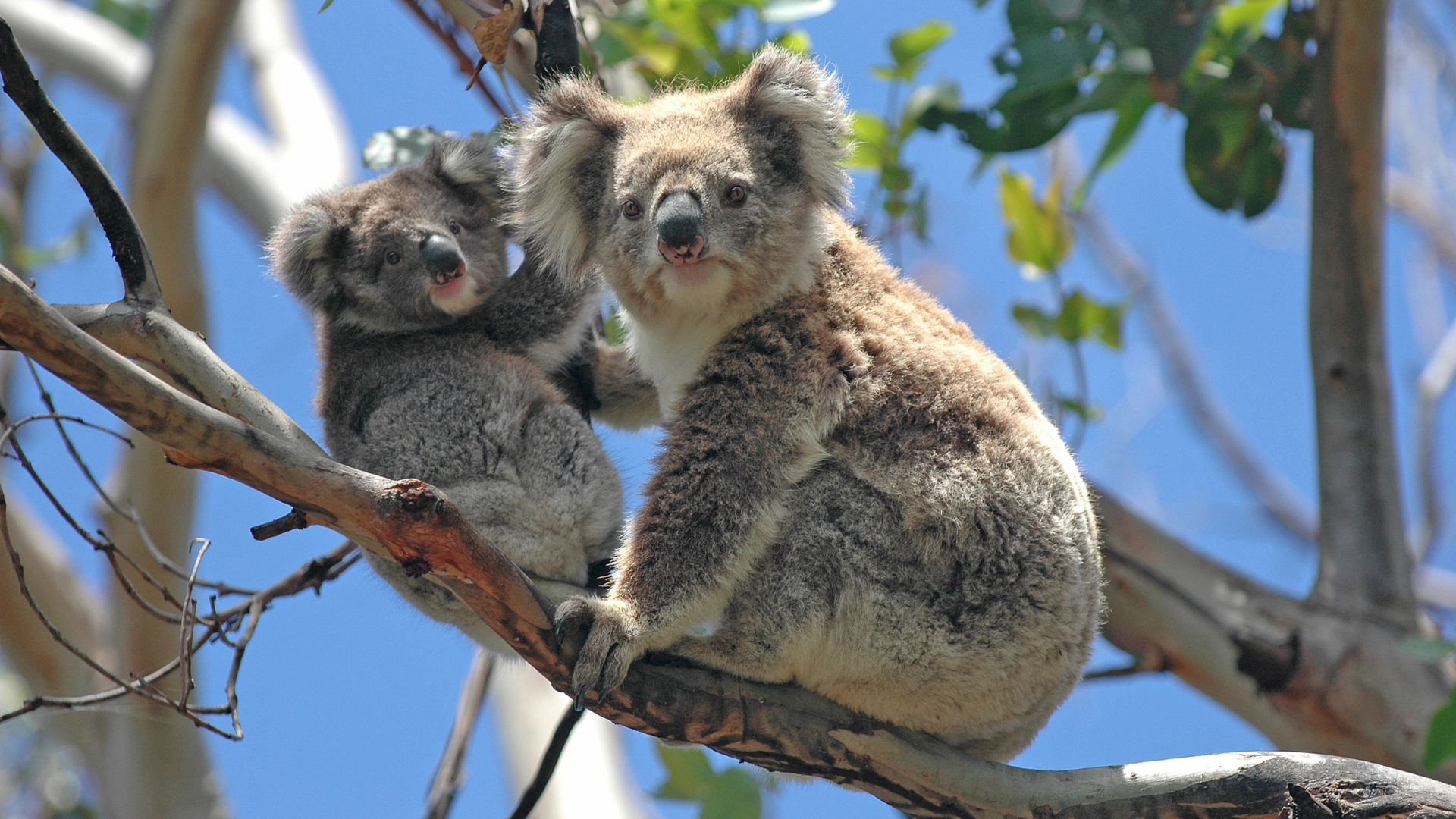 Melbourne (3)