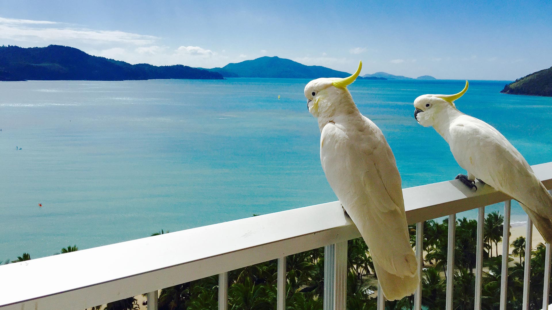 Hamilton Island 4