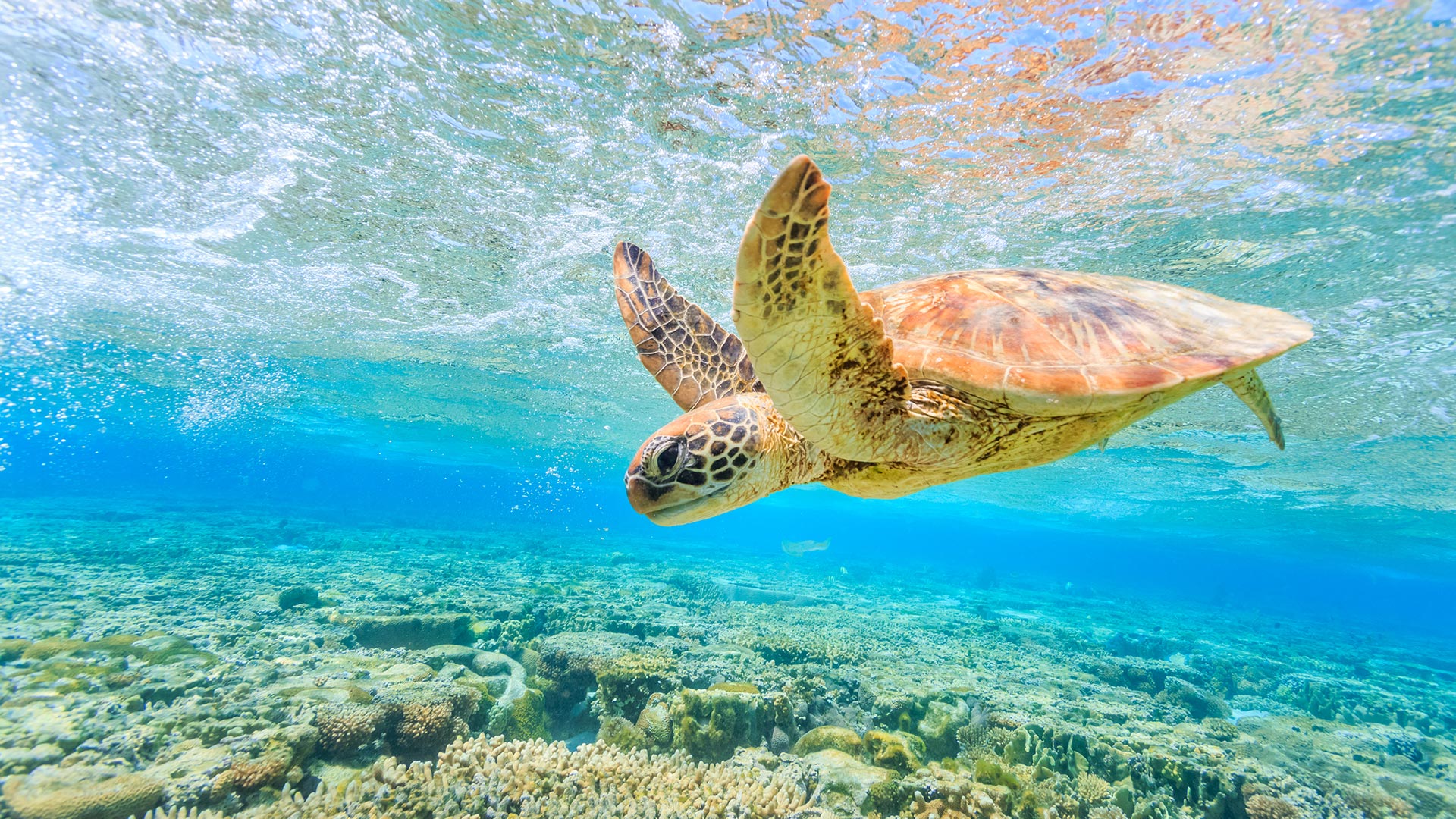 Barrier Reef 1